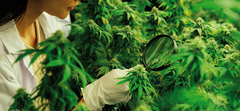 Evaluación de solicitudes  de comercialización  de medicamentos a base  de Cannabis sativa L. en la UE