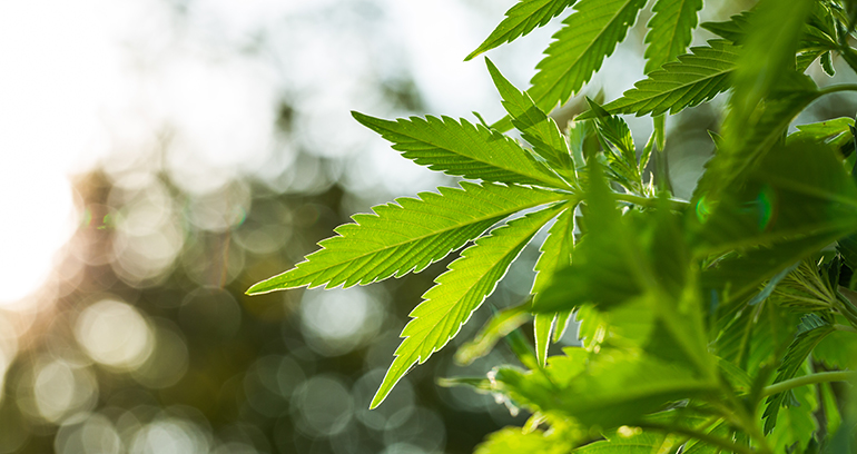 El Congreso crea una subcomisión para estudiar la regulación del uso medicinal del cannabis