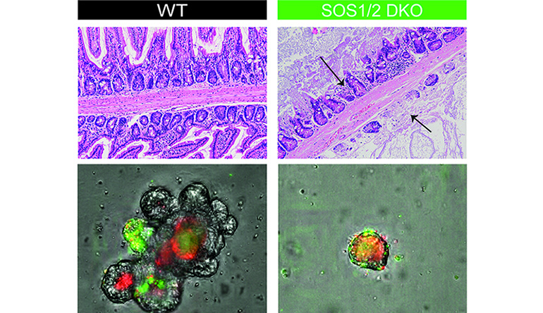 Investigadores del CIC identifican proteínas esenciales para proteger el intestino frente a infecciones graves