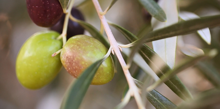 Nutrace, aceituna, Bodega Matarromera, Ainia