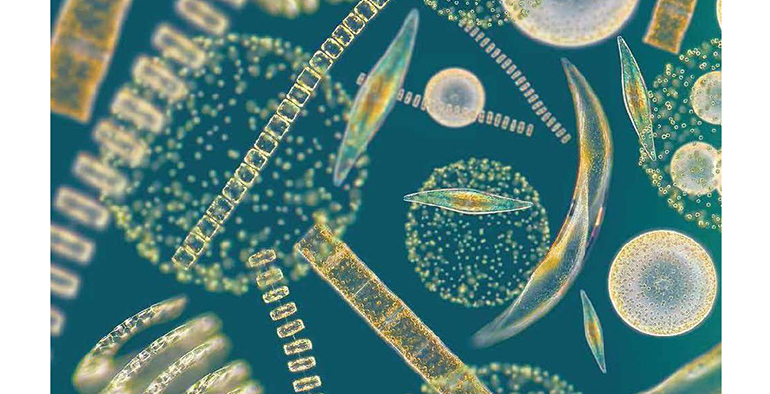 aimplas-apuesta-algas-como-materia-prima-desarrollar-10-productos-innovadores