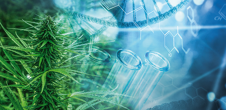 Estados Unidos reclasifica  el cannabis a la Lista III y activa una reconfiguración regulatoria sin precedentes