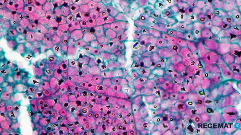 Investigación en fármacos desarrollados con tecnología 3D