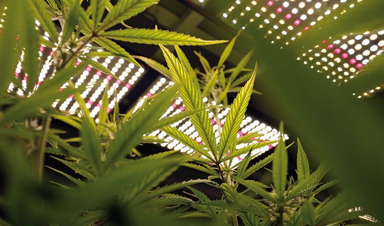Eficiencia energética en el cultivo y procesado del cannabis medicinal