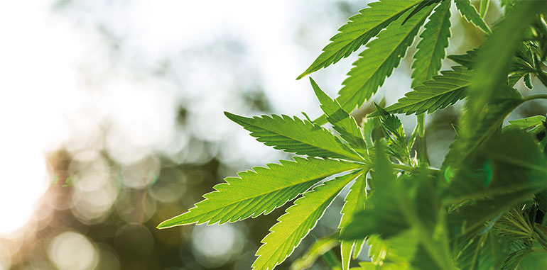Cannabis medicinal y normas de correcta fabricación
