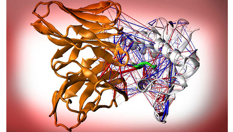 Publicado un estudio que investiga la interacción molecular entre las células T y otras células del cuerpo humano