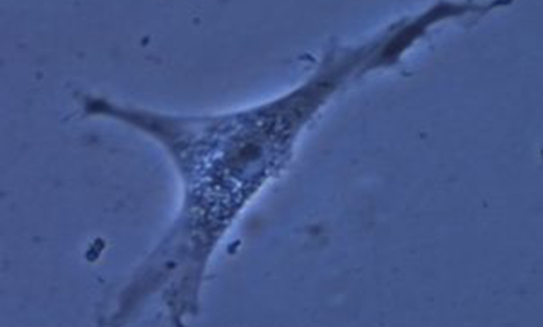 El primer medicamento veterinario basado en células madre de cordón umbilical es desarrollado por EquiCord-YMAS