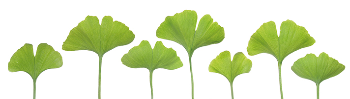 Utilidad terapéutica de Ginkgo biloba