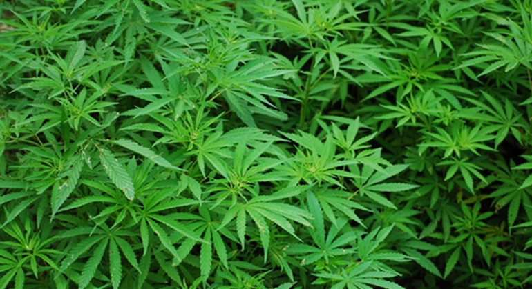 El CBD y su situación en España 