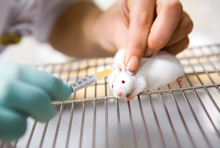 Modelos animales de uso preclínico en investigación oncológica